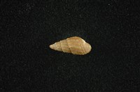 藏品(瘤蜷)的圖片